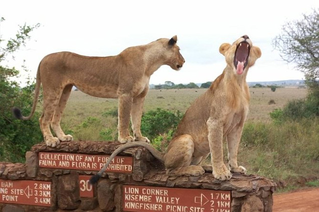 Nairobi-National-Park-1
