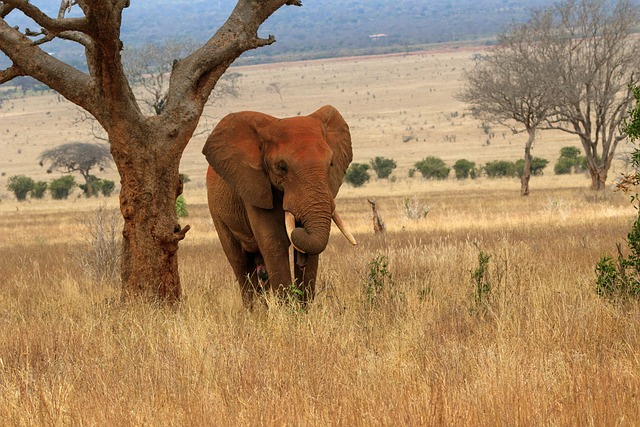 Tsavo East National Pack
