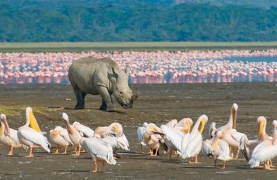 1 day Lake Nakuru National Park