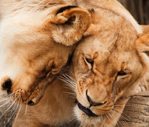 africa-animal-big-carnivore-87410.jpeg