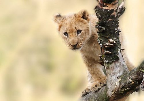 lion-animal-nature-predator-40835.jpeg